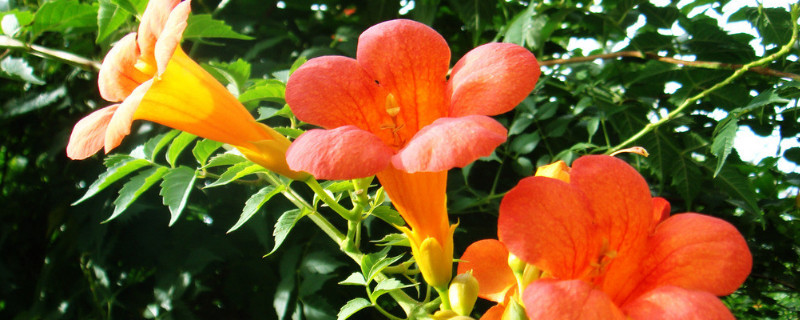 凌霄花怎么浇水(凌霄花移栽要如何浇水)