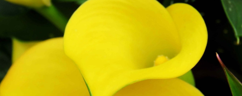 马蹄莲怎么养才能更旺盛（怎么养马蹄莲爆盆）