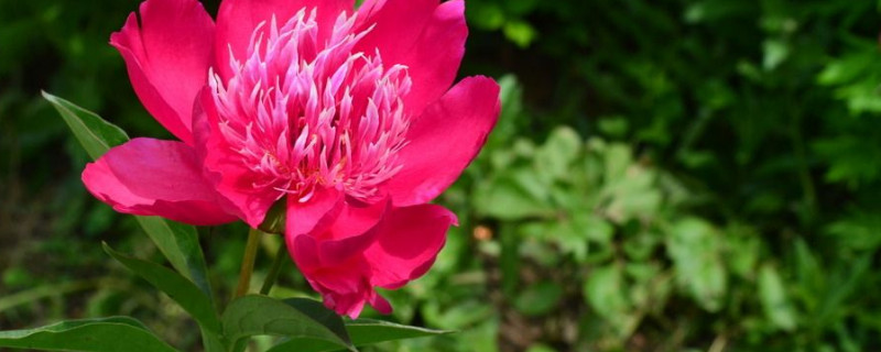 芍药花室外如何养以及冬天怎么办（芍药花冬天怎么养护）