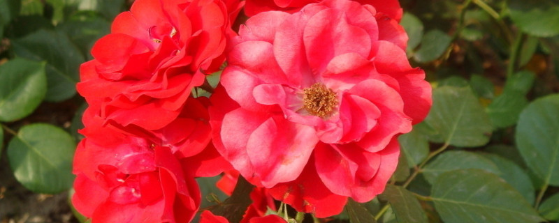 怎么让月季爬藤 怎么让月季爬藤快