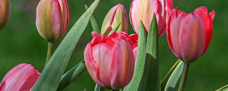 盆栽郁金香几天发芽（盆栽郁金香花期多久）