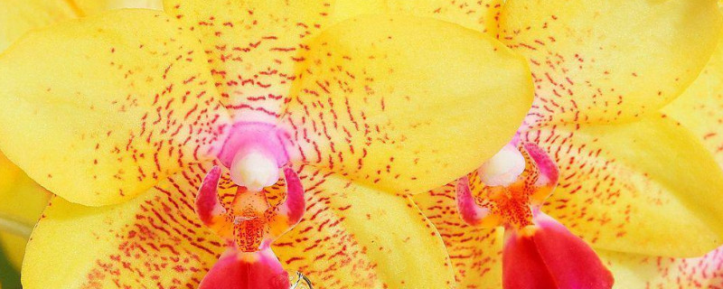 蝴蝶兰没根水培可以加营养液吗 蝴蝶兰怎么水培生根