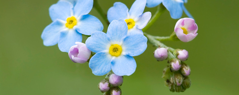 水晶草怎么养(新鲜的水晶草怎么养)