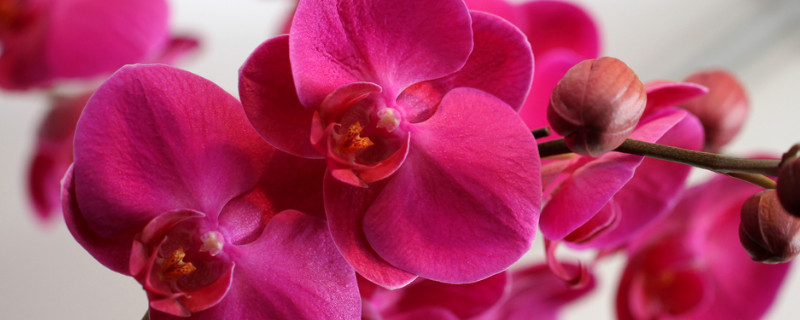 蝴蝶兰是什么时候发芽在什么季节（蝴蝶兰生长在什么季节）