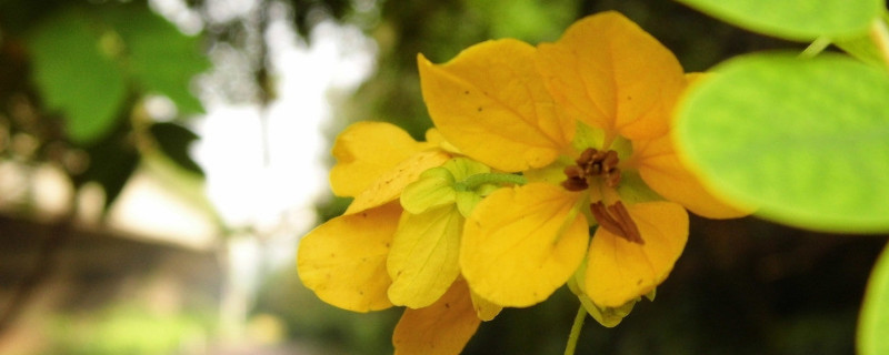 迎春花是什么花 迎春花是什么花?