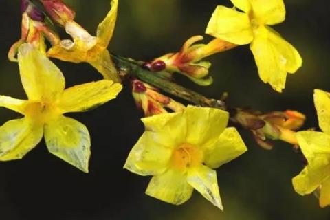 迎春花夏天迟一天浇水可以吗