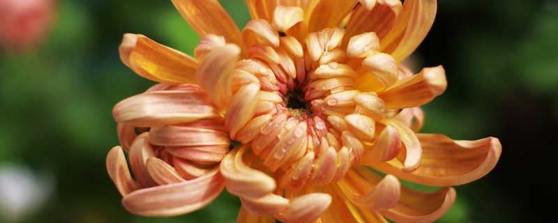 菊花盆景可以养在阳台上吗(菊花能在阳台上养吗)