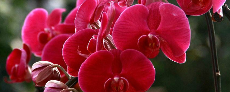 蝴蝶兰水培救根的方法（蝴蝶兰水培烂根）