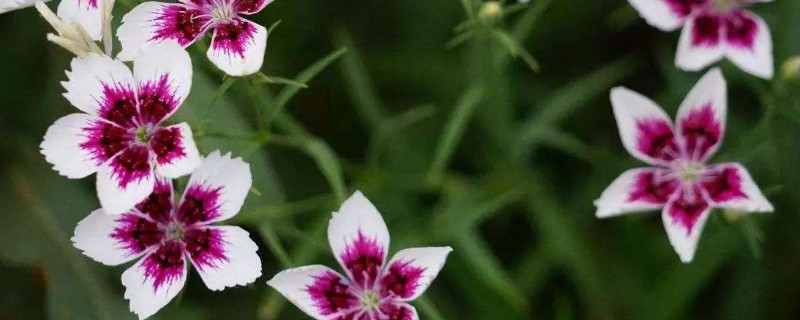 水养康乃馨根茎怎么剪 康乃馨的根怎么剪