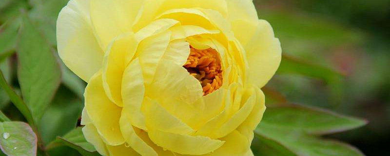 春天移栽的牡丹多久生根 移栽牡丹多久生根发芽