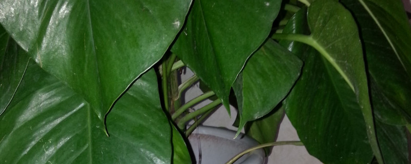 滴水观音怎么长不高 滴水观音长的太高怎么办