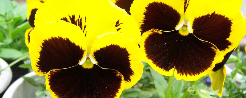 三色堇有毒吗 三色堇 毒