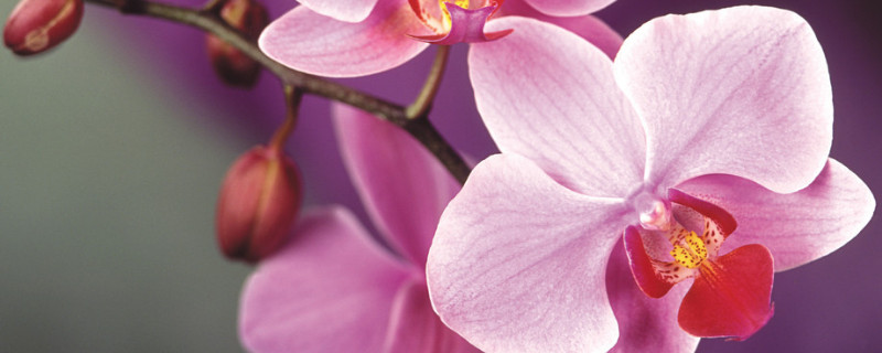 蝴蝶兰对人体有影响吗（蝴蝶兰有害健康吗）