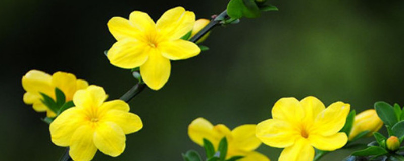 迎春花需要每年剪枝条吗 迎春花什么时候修剪枝条