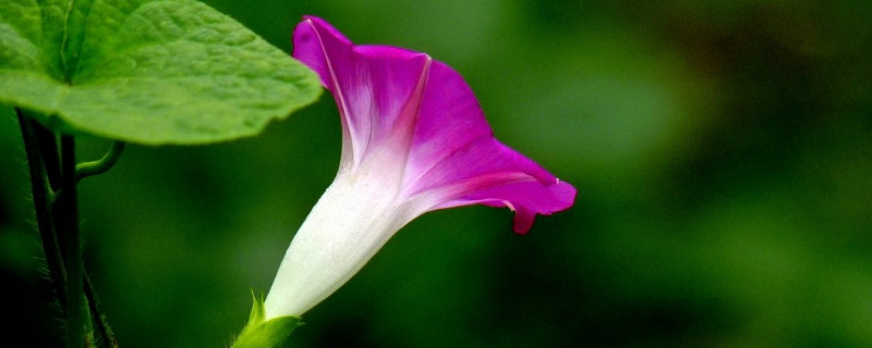 牵牛花为什么没开花就焉了（牵牛花为何不开花）