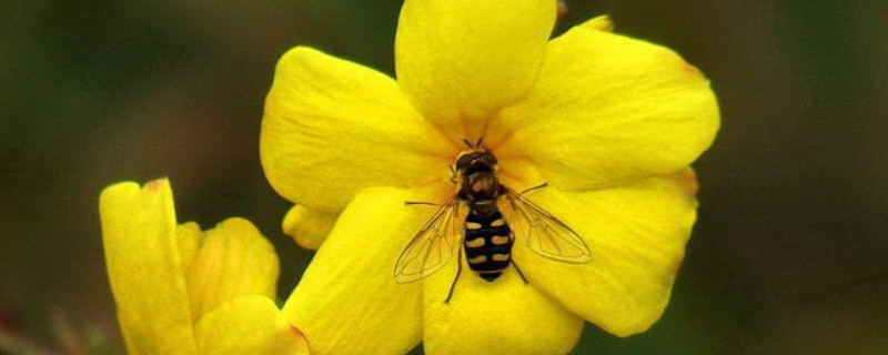迎春花的果实可以吃吗（迎春花的花能吃吗）