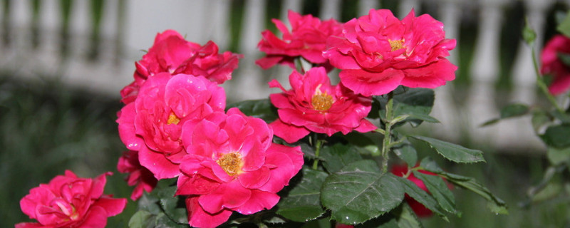 月季花夏季可以扦插吗 月季花这个季节可以扦插怎样扦插