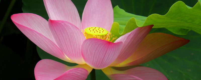 荷花叶子蔫了怎么办 荷花叶子枯了怎么办