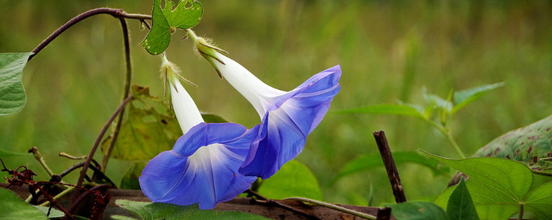 牵牛花的颜色变化原因（牵牛花颜色不同的原因）