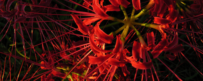 彼岸花根系发达吗（彼岸花种植多久长根）