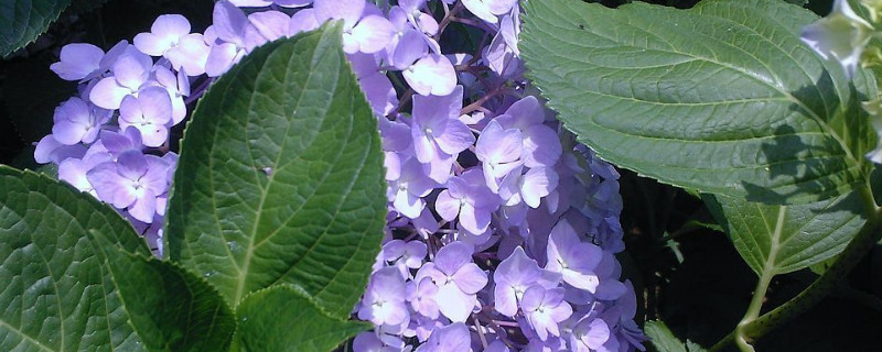 绣球花冬天落叶吗 绣球花秋天会落叶吗