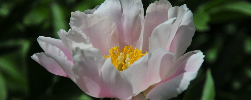 春天栽的芍药不开花怎么办（盆栽芍药不开花）