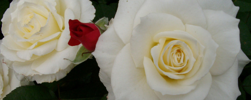 玫瑰花有毒吗（玫瑰花有毒吗可以吃吗）