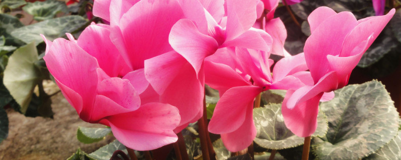 北方冬天如何养仙客来 北方仙客来冬天怎么养