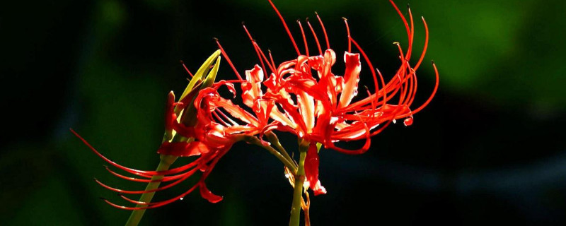 彼岸花盆栽会开花吗（彼岸花怎么养才能开花）