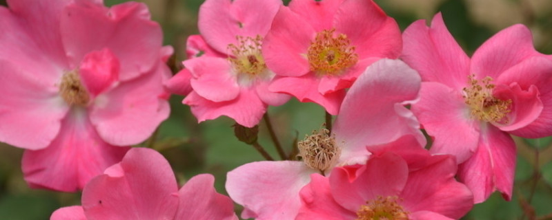 怎么让月季开花多 怎样让月季花多开花