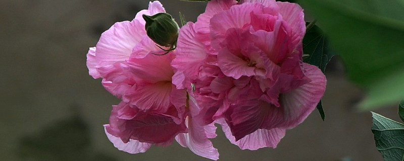 芙蓉花只剩根部还能活么 芙蓉花就剩球根了