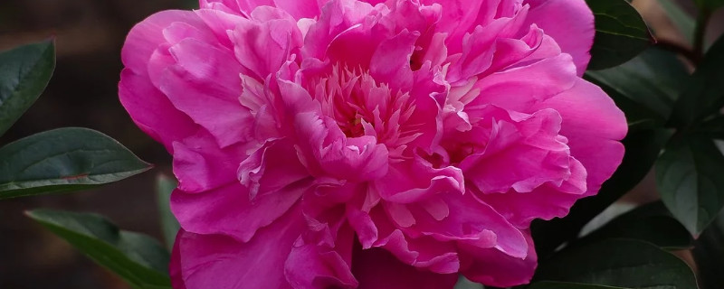 芍药花盆栽冬天能开花吗（现在栽种芍药春季能开花吗）