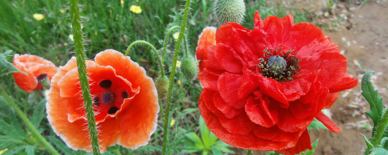 虞美人有毒吗 虞美人有毒吗对人有害吗