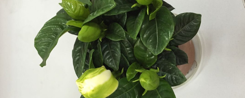 栀子花用什么盆养好 栀子花用什么花盆比较好