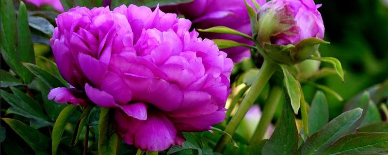 牡丹冬天落叶吗（牡丹冬天会落叶吗）