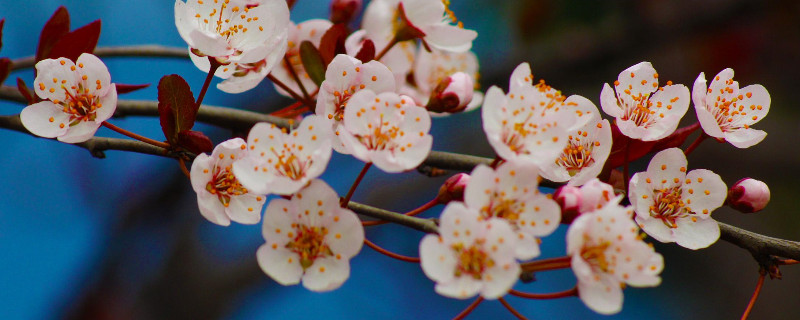 樱花有香味吗 樱花有味道么