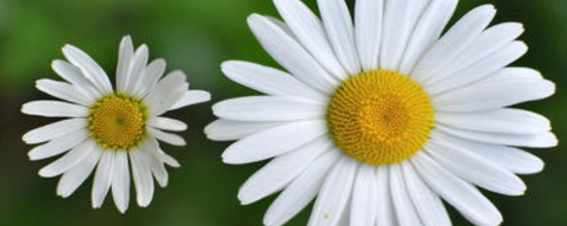 洋甘菊和菊花的区别 洋甘菊和野菊花的区别