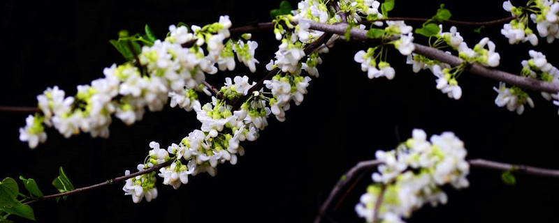 紫荆花怎么种 紫荆花怎么种,有种子吗