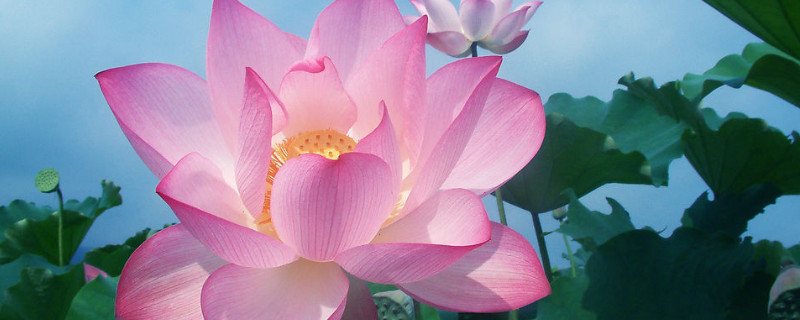 家养荷花什么时候施肥（家里养荷花用什么肥）