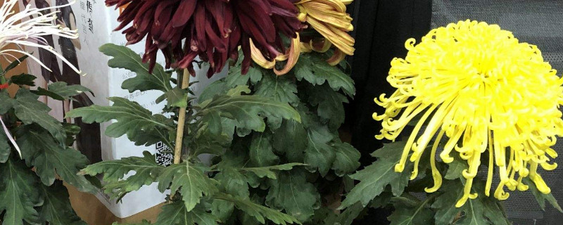 盆栽菊花冬天掉叶子吗 菊花冬天会落叶吗