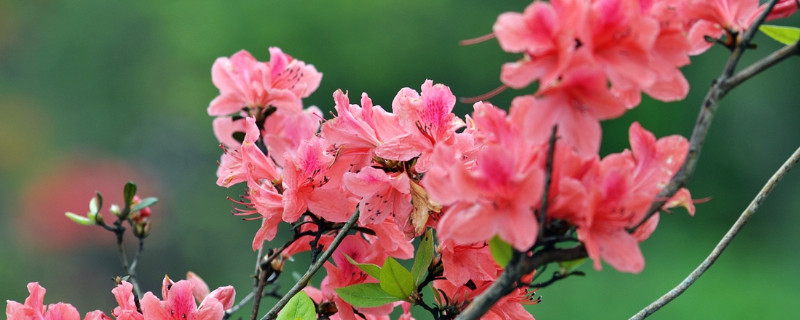 杜鹃花先长叶子还是先开花（杜鹃花长新叶会开花吗）