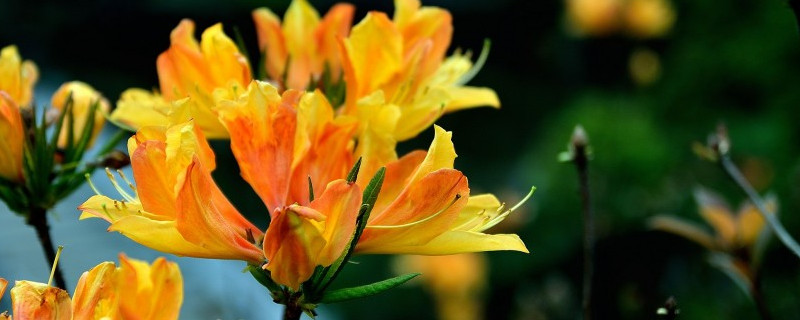 紫荆花施肥常识（紫荆施什么肥料）