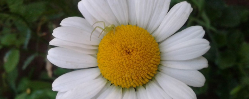 雏菊和菊花的区别 雏菊属于菊花吗?