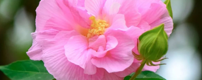 芙蓉花出现兰心是什么原因 芙蓉花的花苞烂心是什么原因