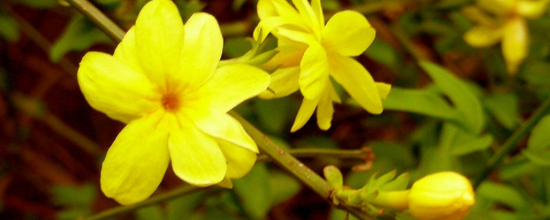 迎春花可以在室外过冬吗 迎春花冬天能放室外吗