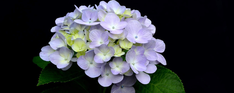 绣球花又叫什么花（绣球花也叫什么花）