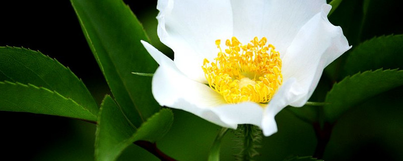 金樱子属于玫瑰还是蔷薇 金樱子和蔷薇有什么区别