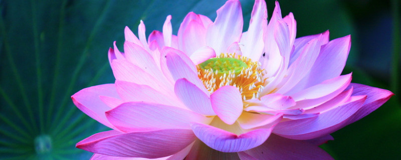 荷花种子的生长过程（荷花从种子到开花的过程）