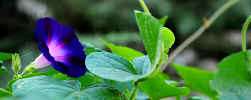 牵牛花根部叶子蔫了 牵牛花移栽后叶子打蔫