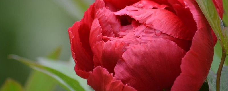 牡丹花种子要浸泡多久 牡丹从种子到开花要多久